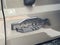 2026 Ford Bronco Raptor VELOCIRAPOR 500 by HENNESSEY